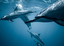 柚子影视网页版日常使用笔记：是否值得收藏长期使用的个人判断（实测）